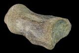 Fossil Mosasaur (Platecarpus) Caudal Vertebra - Kansas #136661-3